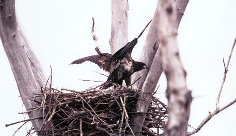 Photo of a bald eagle on its nest - Photo credit:  U.S. Fish and Wildlife Service / Jim Miller