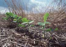 cropland soil quality