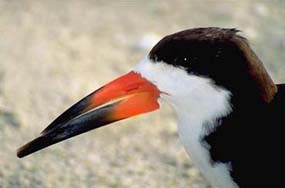 During spring and summer black skimmers (rhynchops niger) come north from the southern Caribbean area to nest in the Laguna Madre.