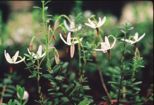 cranberry flowers