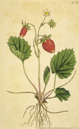 old strawberry print