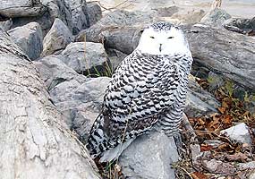 This snowy owl is resting on a rock along the Lake Superior shoreline.