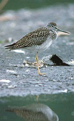 Photo of a greater yellowlegs - Photo credit:  U.S. Fish and Wildlife Service
