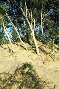 Trees growning out of sand dunes at Sleeping Bear Dunes National Lakeshore, Michigan