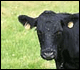 Image of cow