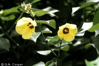 Photo of Hibiscus tiliaceus L.