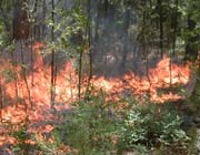 A prescribed fire burning in a forest.