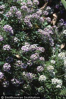 Photo of Lobularia maritima (L.) Desv.