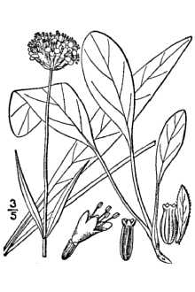 Line Drawing of Succisella inflexa (Kluk) G. Beck