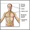 Central nervous system