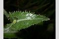 View a larger version of this image and Profile page for Sonchus asper (L.) Hill