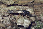 Picture of a Sirex woodwasp.