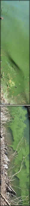 [PHOTO: Blue-Green Algae]
