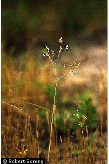 Photo of Aira caryophyllea L.