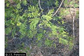 Photo of Acacia parramattensis Tindale