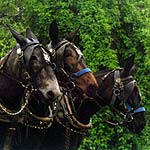 Mules plowing field