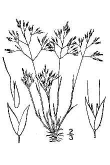 Line Drawing of Aira caryophyllea L. var. caryophyllea