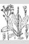 View a larger version of this image and Profile page for Hieracium caespitosum Dumort.