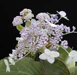 Hydrangea lobbii picture