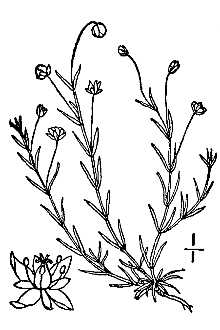 Line Drawing of Sagina procumbens L.