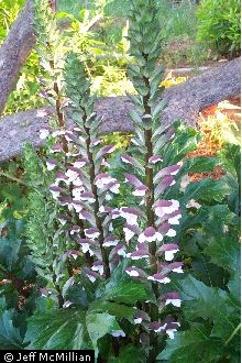 Photo of Acanthus mollis L.