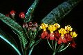 View a larger version of this image and Profile page for Asclepias curassavica L.