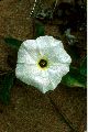 View a larger version of this image and Profile page for Ipomoea imperati (Vahl) Griseb.