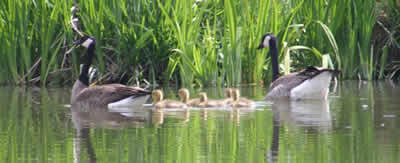 Two Canada geese with five goslings swimming on pond.