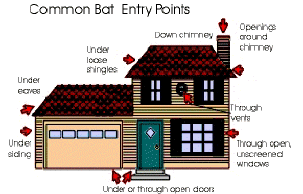 Home with common cat entry points
