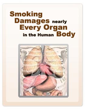 Image of the Human Body - Smoking Damages nearly every organ in the Human Body - U.S. Public Health Service 1798 logo