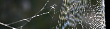 Every spider web is a work of art.