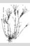 View a larger version of this image and Profile page for Aegilops triuncialis L.