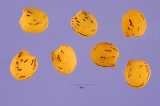 Photo of Trifolium reflexum L.