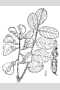 View a larger version of this image and Profile page for Robinia hispida L.