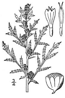 Line Drawing of Artemisia biennis Willd.