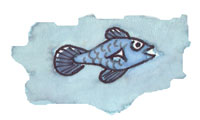 Little Blue Pupfish