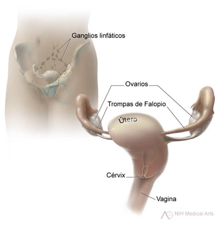El útero y otras partes del sistema reproductor