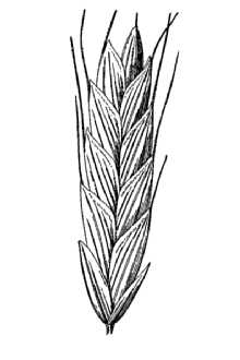 Line Drawing of Bromus racemosus L.