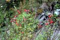 View a larger version of this image and Profile page for Salvia coccinea P.J. Buchoz ex Etlinger