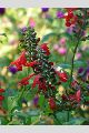 View a larger version of this image and Profile page for Salvia coccinea P.J. Buchoz ex Etlinger