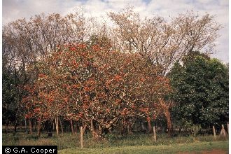 Photo of Erythrina fusca Lour.