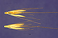 View a larger version of this image and Profile page for Hordeum bulbosum L.