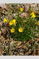 View a larger version of this image and Profile page for Narcissus bulbocodium L.