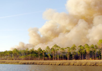 Lathrop Bayou, March 2007