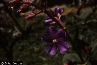 Photo of Tibouchina urvilleana (DC.) Cogn.