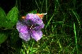 View a larger version of this image and Profile page for Tibouchina urvilleana (DC.) Cogn.