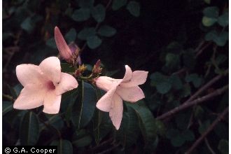 Photo of Cryptostegia grandiflora (Roxb. ex R. Br.) R. Br.