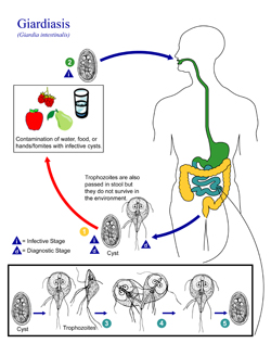 The Life Cycle of Giardia lamblia