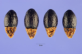 Photo of Bocconia frutescens L.