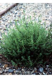 Photo of Amaranthus albus L.